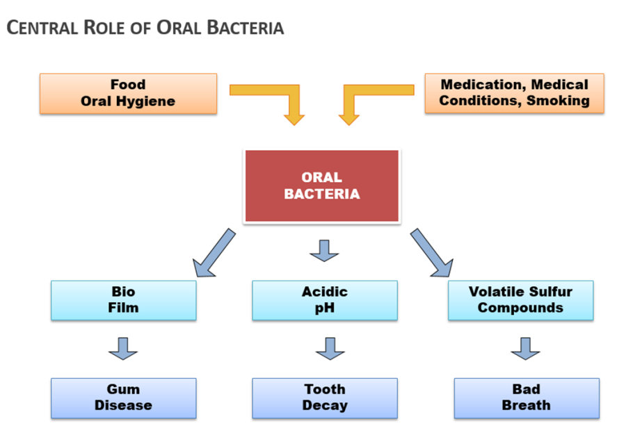 central role of bacteria in causing bad breath